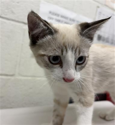 Shelter Stray Male Cat last seen O AVE AND E 20TH ST, 130 Beyer Way, Chula Vista, CA 91911, USA
