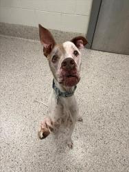 Shelter Stray Male Dog last seen Near BLOCK COLORADO BLVD 80022, 12155 Park Blvd, Brighton, CO 80601, USA