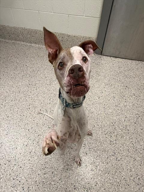 Shelter Stray Male Dog last seen Near BLOCK COLORADO BLVD 80022, 12155 Park Blvd, Brighton, CO 80601, USA