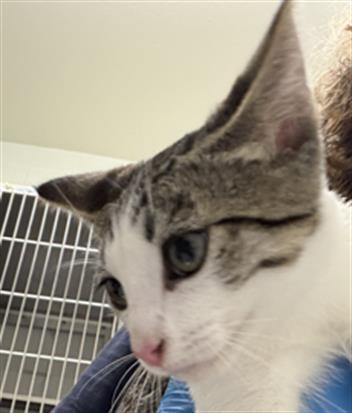 Shelter Stray Male Cat last seen O AVE AND E 20TH ST, 130 Beyer Way, Chula Vista, CA 91911, USA