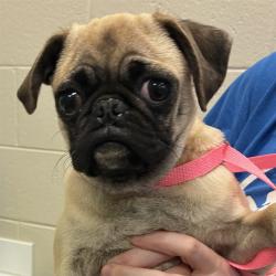 Shelter Stray Male Dog last seen Near BLOCK E 132ND PL, 12155 Park Blvd, Brighton, CO 80601, USA