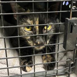 Shelter Stray Unknown Cat last seen Near BLOCK E BRIDGE ST, 12155 Park Blvd, Brighton, CO 80601, USA