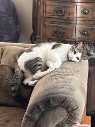 Reunited Male Cat last seen Stonehouse Rd and Main st, Trumbull, CT 06611