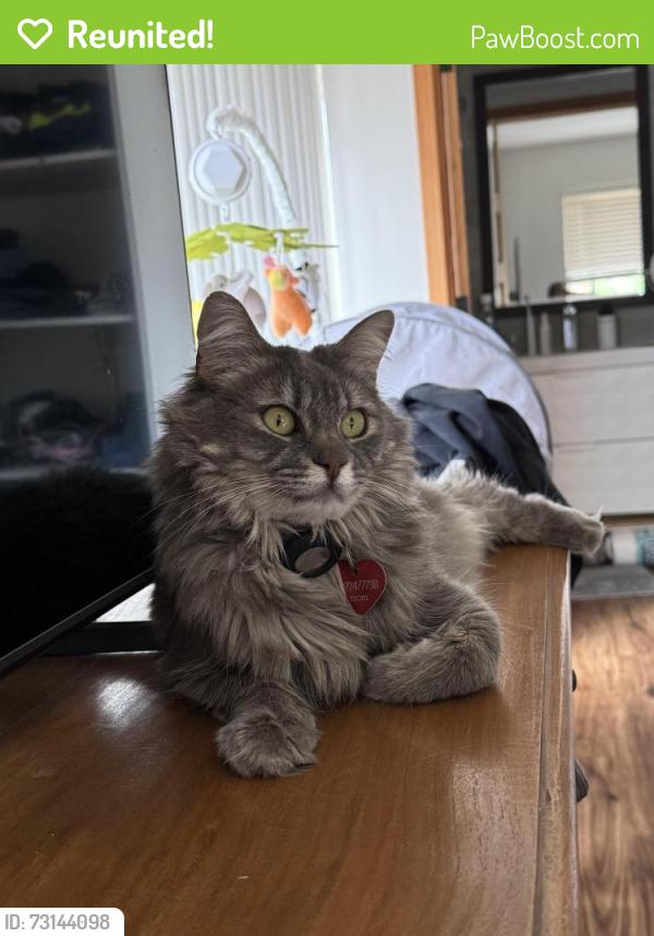 Reunited Female Cat last seen My Tami drive ,brilene lane, San Diego, CA 92111