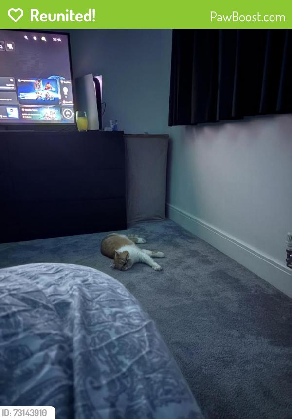 Reunited Male Cat last seen X, Stewkley, England 