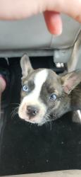 Found/Stray Unknown Dog last seen Glenwood, Tyler, TX 75702