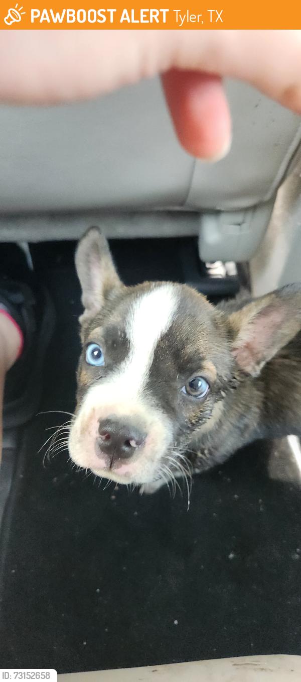 Found/Stray Unknown Dog last seen Glenwood, Tyler, TX 75702