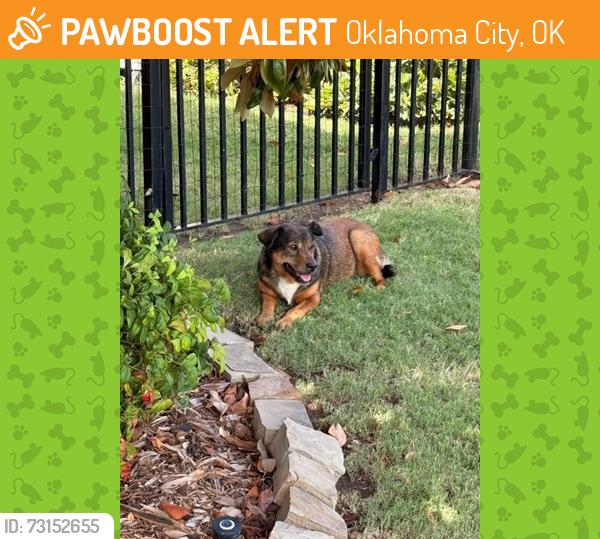 Found/Stray Unknown Dog last seen NW 68th Terrace and Stinchcomb Dr., Oklahoma City, OK 73132