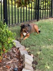 Found/Stray Unknown Dog last seen NW 68th Terrace and Stinchcomb Dr., Oklahoma City, OK 73132