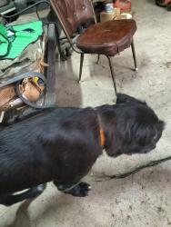 Found/Stray Male Dog last seen carrows hallow, Clinton, TN 37716