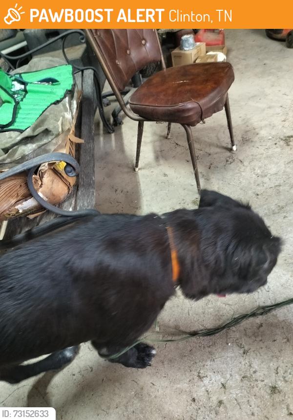 Found/Stray Male Dog last seen carrows hallow, Clinton, TN 37716