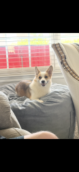 Lost Female Dog last seen County line and wilshire, Yukon, OK 73099