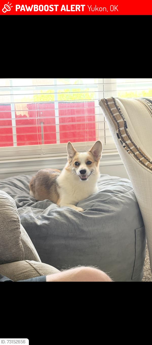 Lost Female Dog last seen County line and wilshire, Yukon, OK 73099