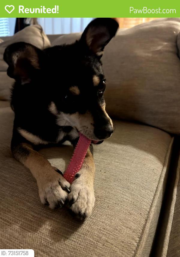 Reunited Male Dog last seen Near RIO SAN DIEGO DR, SAN DIEGO, CA, 92108, San Diego, CA 92108