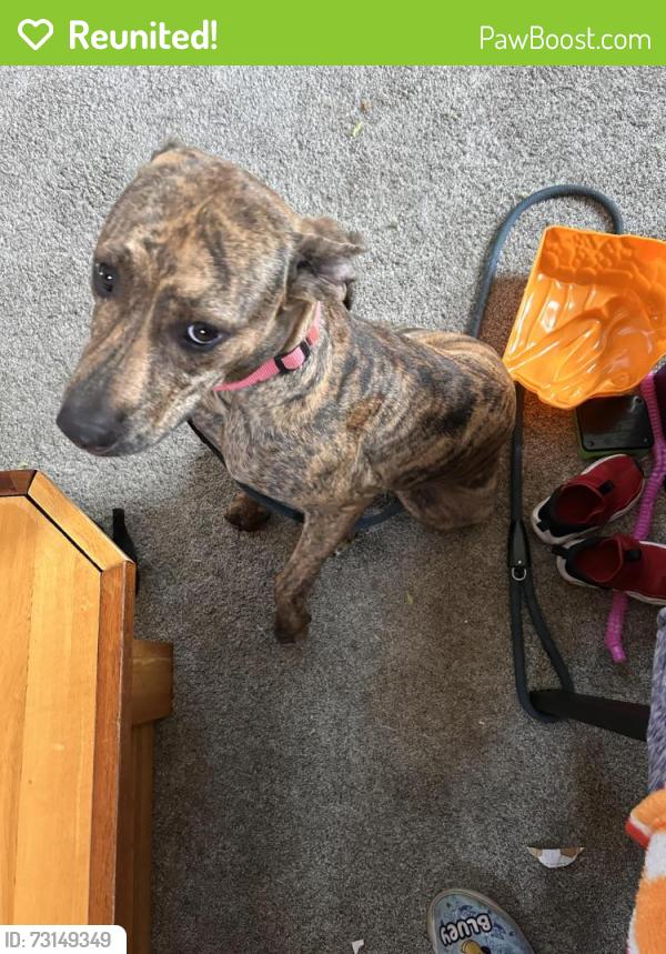 Reunited Female Dog last seen Minnehaha and forest east Saint Paul, Saint Paul, MN 55106