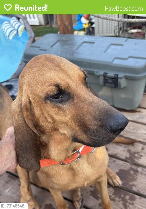 Reunited Female Dog last seen Heege Rd, St. Louis, MO 63123