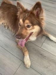 Reunited Unknown Dog last seen Highway 146 and 90, Liberty, TX 77575