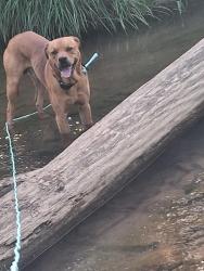 Lost Male Dog last seen Iron bridge rd Ford city pa n shady plains spring church pa, Ford City, PA 16226