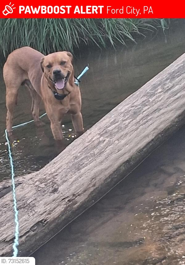 Lost Male Dog last seen Iron bridge rd Ford city pa n shady plains spring church pa, Ford City, PA 16226