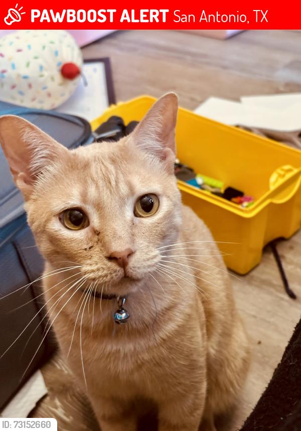 Lost Male Cat last seen Paradise Road and Walzen Road, San Antonio, TX 78244