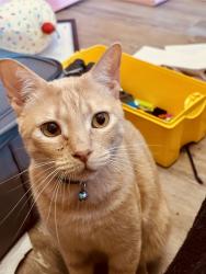 Lost Male Cat last seen Paradise Road and Walzen Road, San Antonio, TX 78244