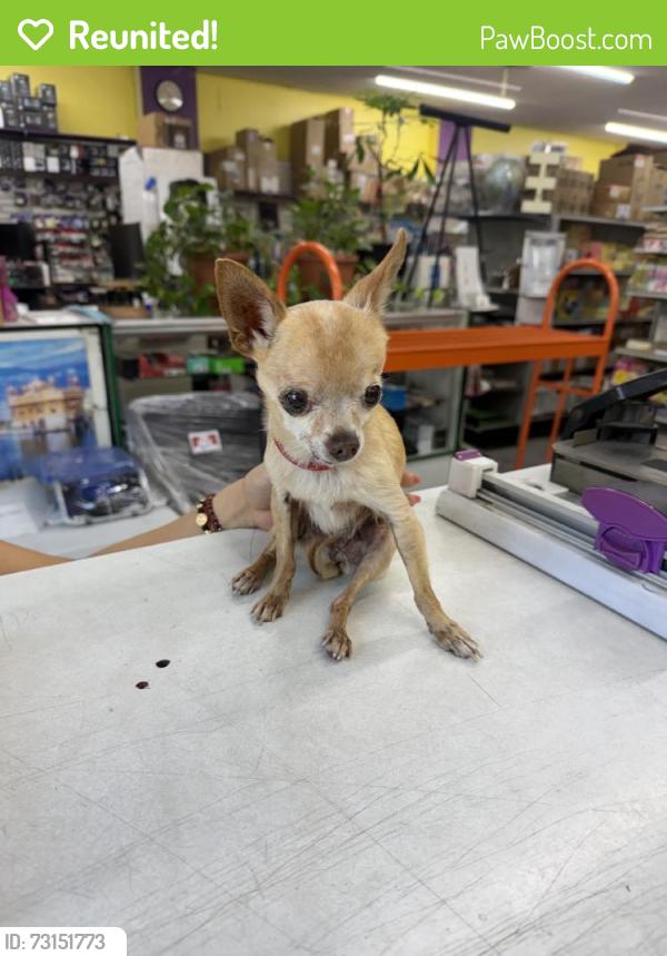 Reunited Female Dog last seen Long Beach, CA, USA, Long Beach, CA 90831