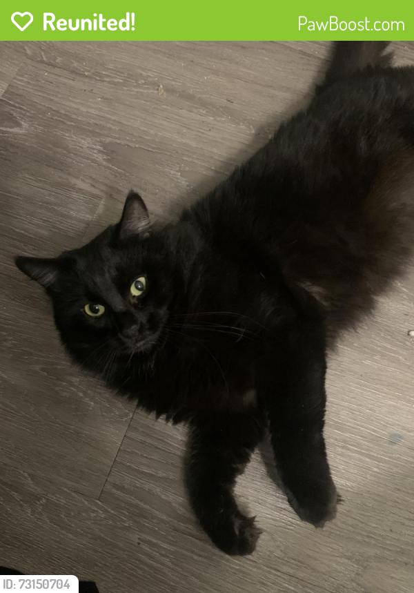 Reunited Male Cat last seen Occidental Drive and Great Falls Way, Sacramento, CA 95826