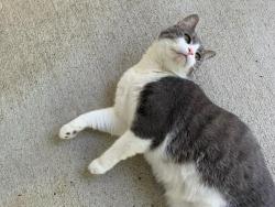 Reunited Female Cat last seen Near Old Waldron Road, La Vergne, TN 37086