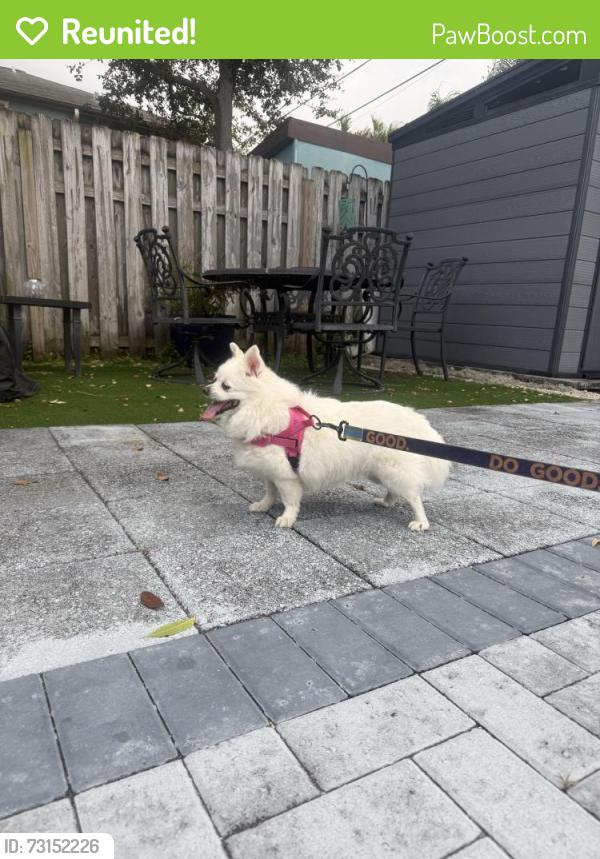 Reunited Female Dog last seen 14th and N Palmway, Lake Worth Beach, FL 33460