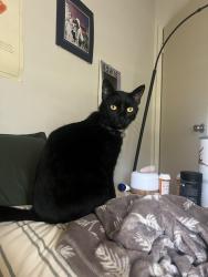 Lost Female Cat last seen On Dufour street near construction, Santa Cruz, CA 95060