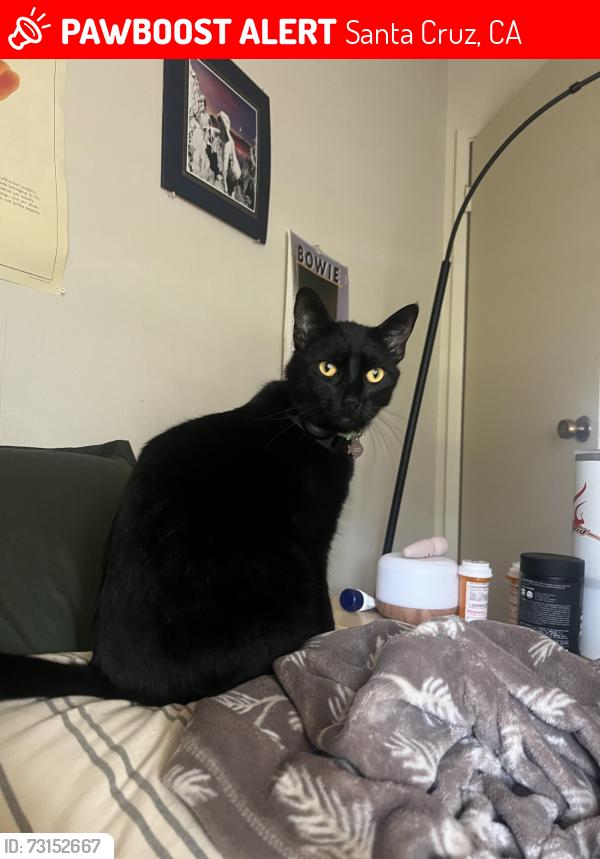 Lost Female Cat last seen On Dufour street near construction, Santa Cruz, CA 95060