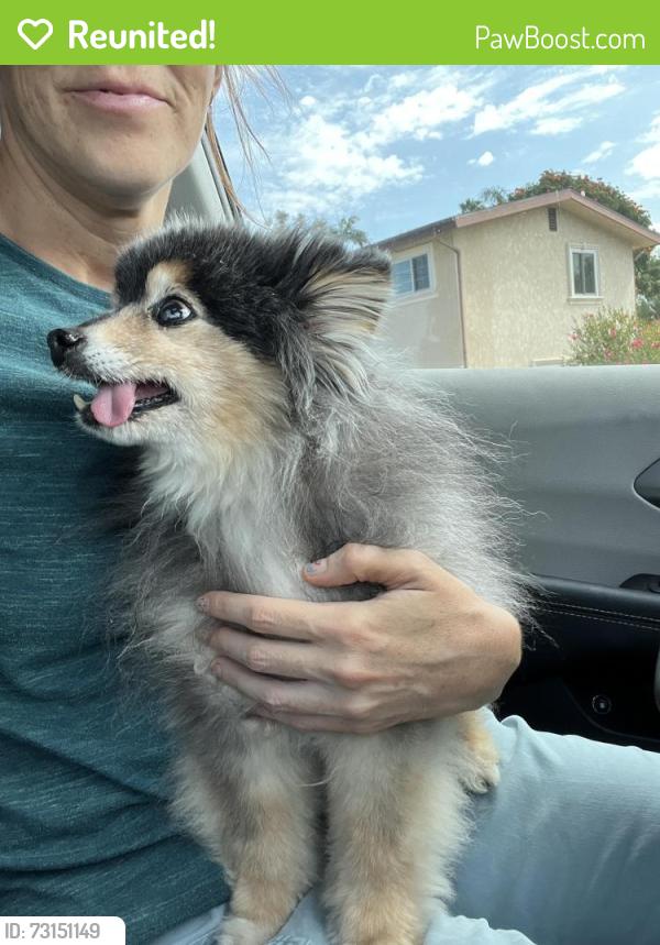 Reunited Unknown Dog last seen crestview la mesa, La Mesa, CA 91941