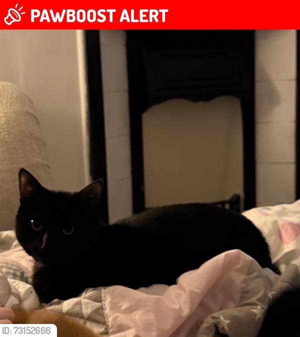 Lost Male Cat last seen Cardigan Road, Bournemouth, Christchurch and Poole, England BH9 1BA