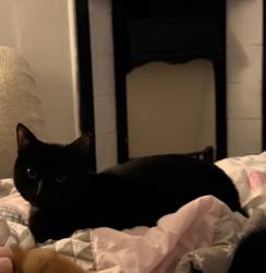 Lost Male Cat last seen Cardigan Road, Bournemouth, Christchurch and Poole, England BH9 1BA