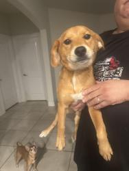 Found/Stray Female Dog last seen Hidden Oaks and Ryan Spiritas, Oak Point, TX 75068