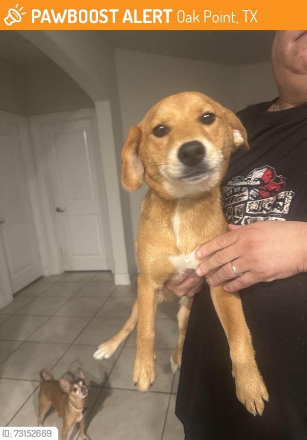 Found/Stray Female Dog last seen Hidden Oaks and Ryan Spiritas, Oak Point, TX 75068