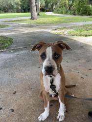 Reunited Male Dog last seen 36th Terrace Palm City, Palm City, FL 34990