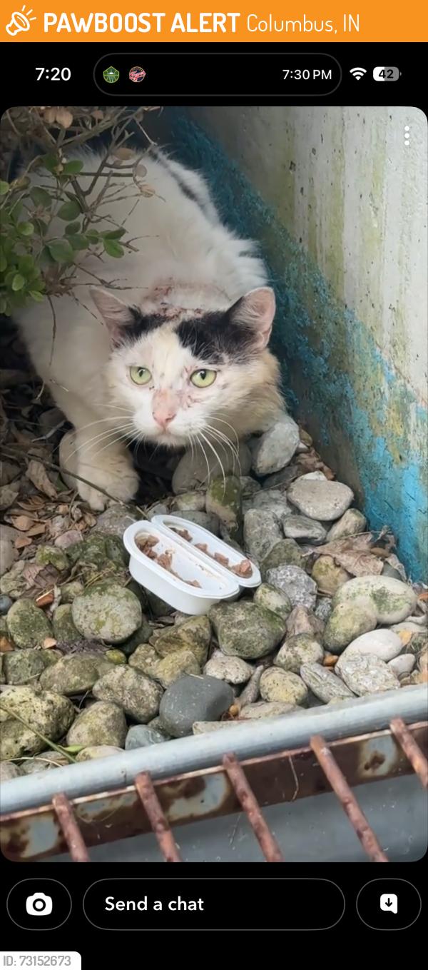 Found/Stray Unknown Cat last seen Janesville rd, Columbus, IN 47201
