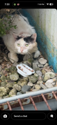 Found/Stray Unknown Cat last seen Janesville rd, Columbus, IN 47201