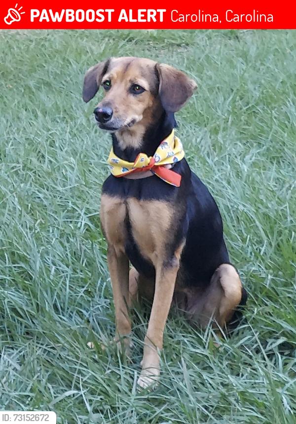 Lost Female Dog last seen Villa Carolina, Carolina, Carolina 00985