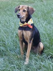 Lost Female Dog last seen Villa Carolina, Carolina, Carolina 00985