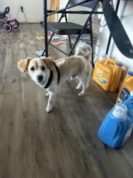 Lost Male Dog last seen McFadden, Santa Ana, CA 92701