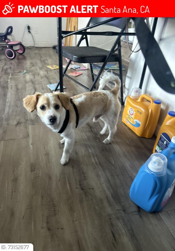 Lost Male Dog last seen McFadden, Santa Ana, CA 92701