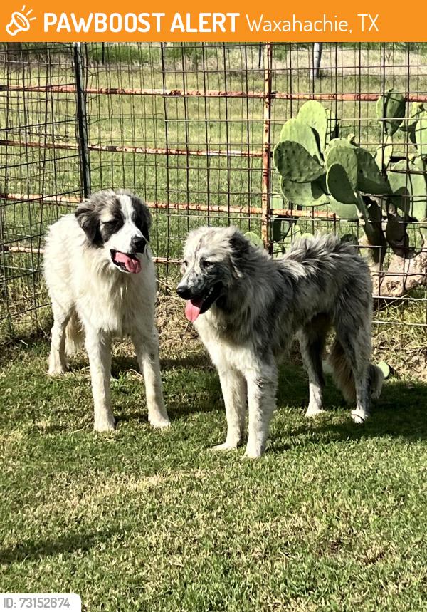 Found/Stray Unknown Dog last seen Pigg Rd. And Howard Rd, Waxahachie, TX 75165
