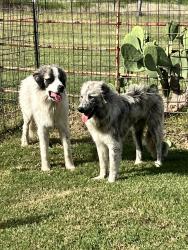 Found/Stray Unknown Dog last seen Pigg Rd. And Howard Rd, Waxahachie, TX 75165