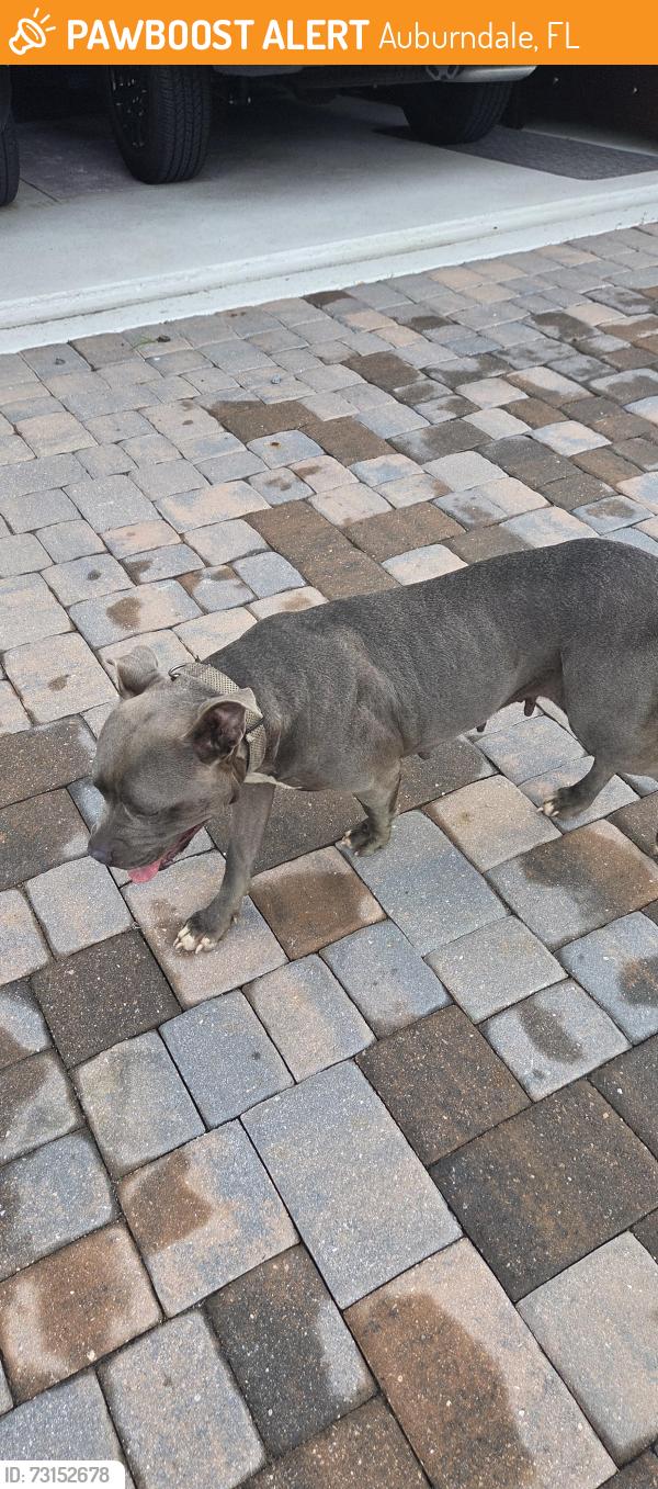 Found/Stray Female Dog last seen Enlcave Lake Blvd, Auburndale, FL 33823
