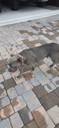 Found/Stray Female Dog last seen Enlcave Lake Blvd, Auburndale, FL 33823