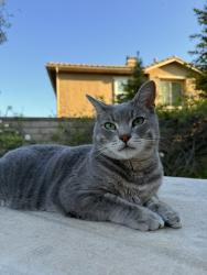 Lost Male Cat last seen Yosemite Ave and Evening Sky Dr, Simi Valley, CA 93063