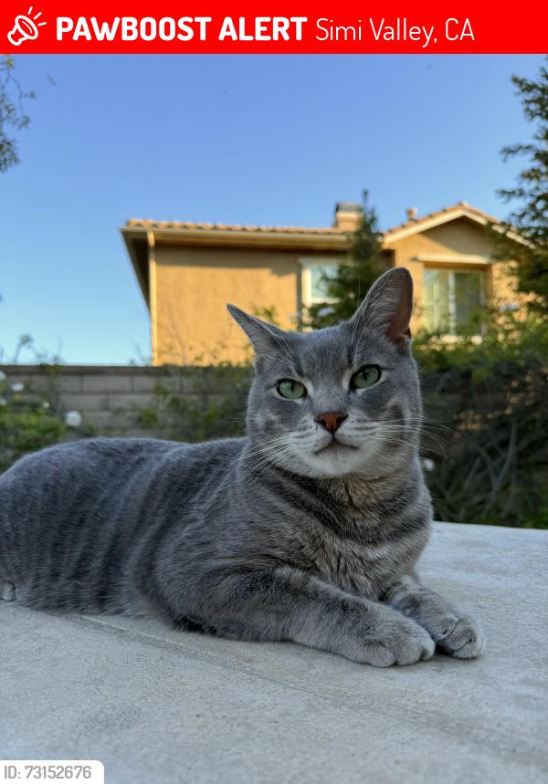 Lost Male Cat last seen Yosemite Ave and Evening Sky Dr, Simi Valley, CA 93063