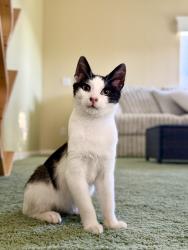 Reunited Male Cat last seen Whitmore, geer, service, Santa Fe, San Diego, CA 92105